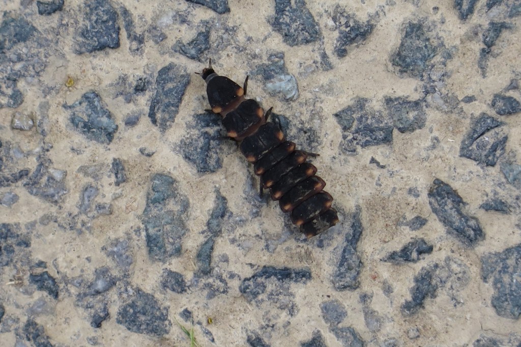 van welk insect is dit de larve of is dit het volwassen imago